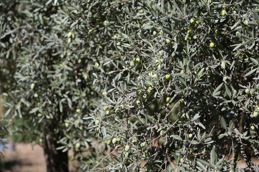 Rekolte Yüzde 30 Düştü, Zeytinyağı Fiyatı Ne Olacak? 1